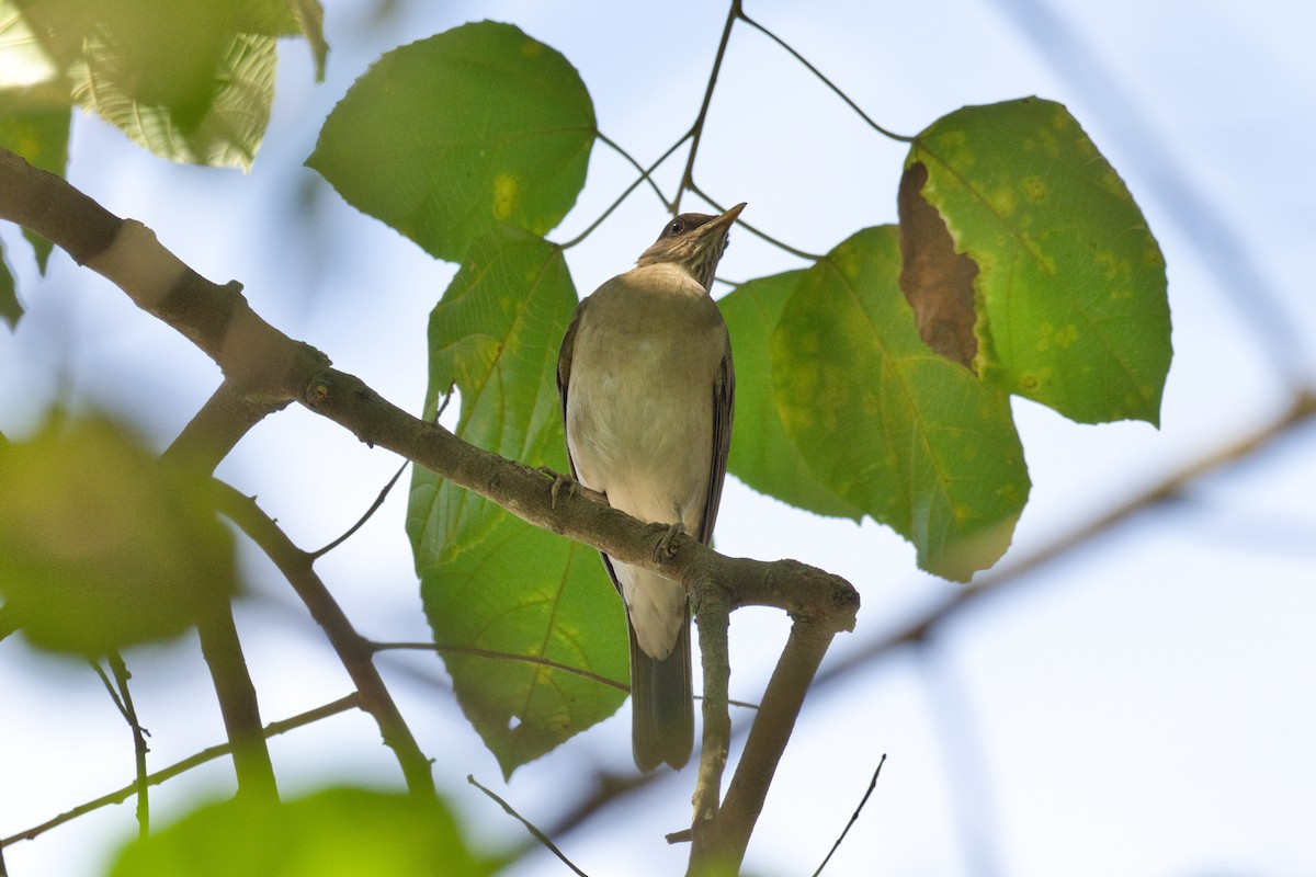 Pale-breasted Thrush - ML620524999