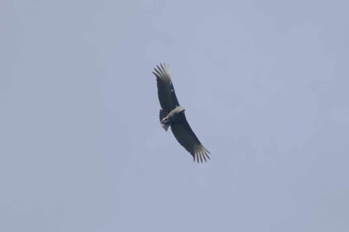 Black Vulture - ML620525001