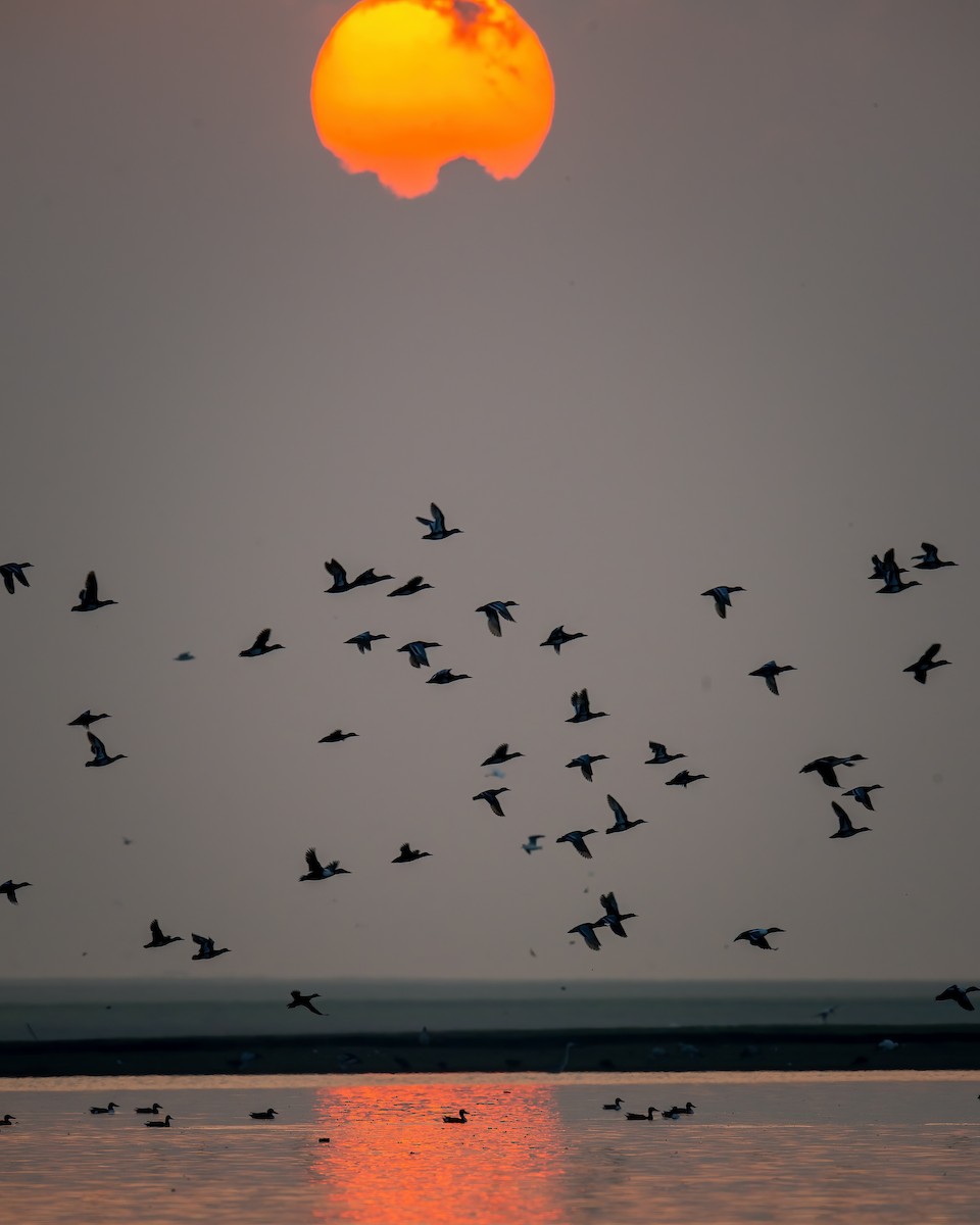 Northern Shoveler - ML620525003