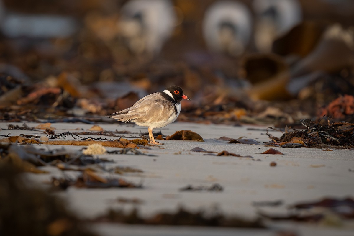 Hooded Plover - ML620525004