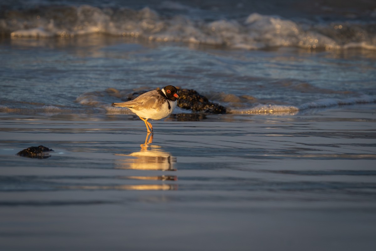 Hooded Plover - ML620525005
