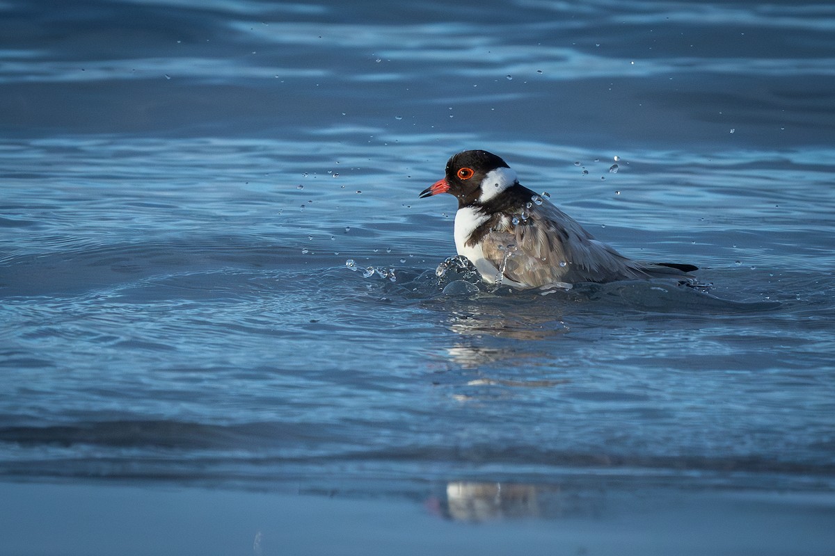Hooded Plover - ML620525006