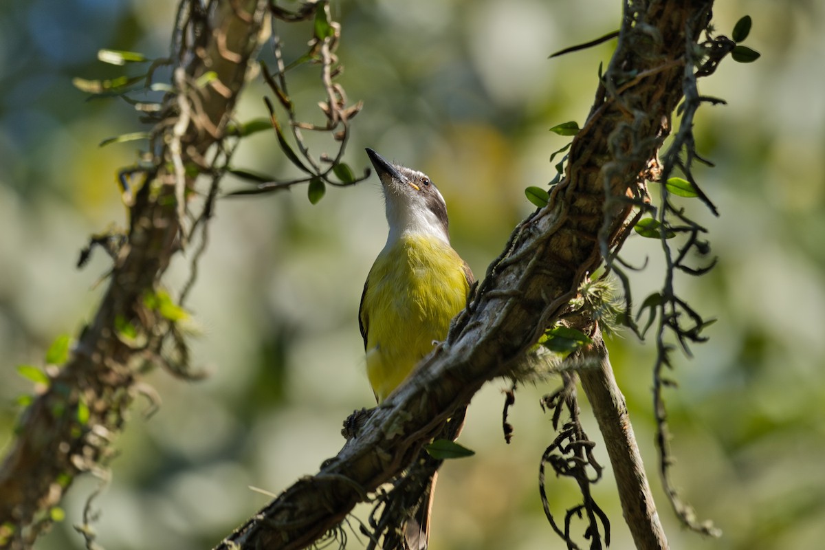 Great Kiskadee - ML620525009