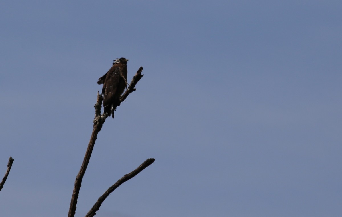 Crested Serpent-Eagle (Crested) - Peter Hosner