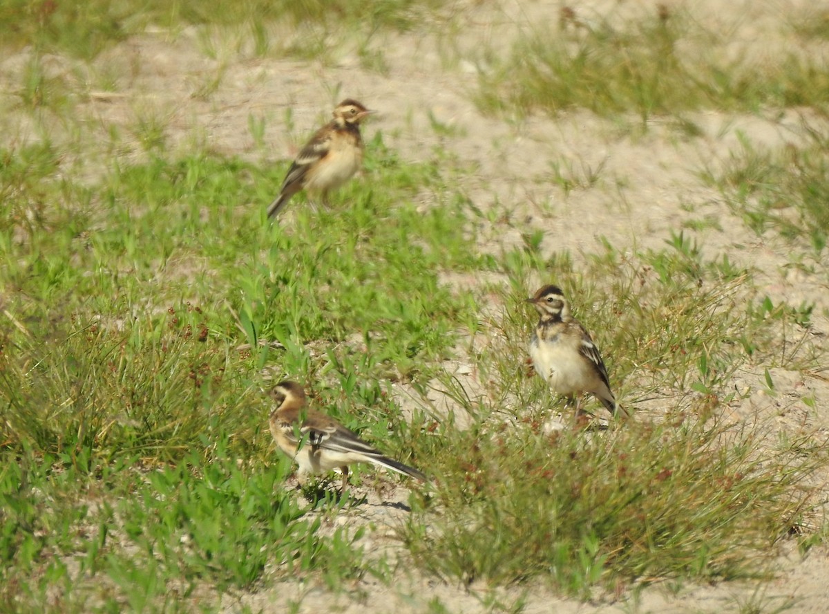 Citrine Wagtail - ML620525012