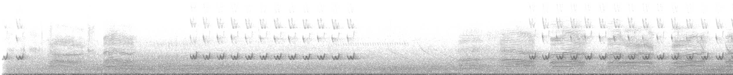 svarthodeparakitt (barnardi) (malleeparakitt) - ML620525014