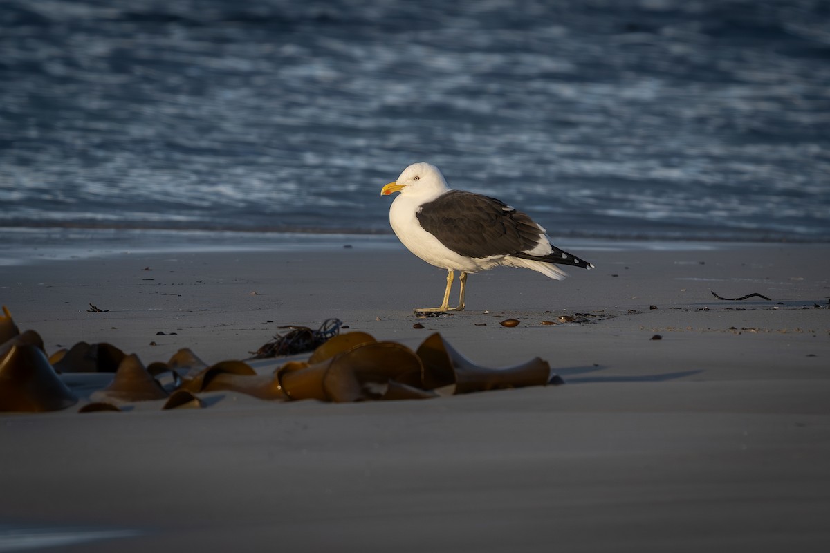 Kelp Gull - ML620525015