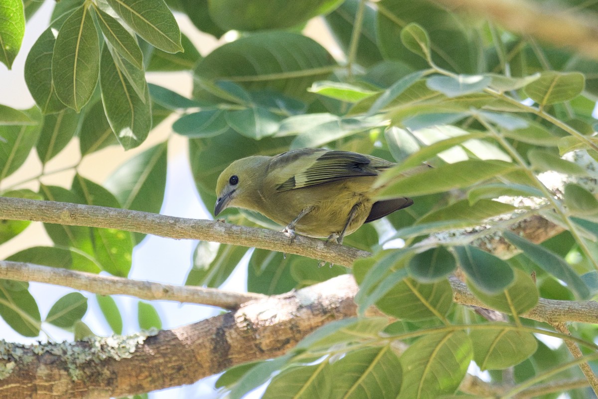 Palm Tanager - ML620525016