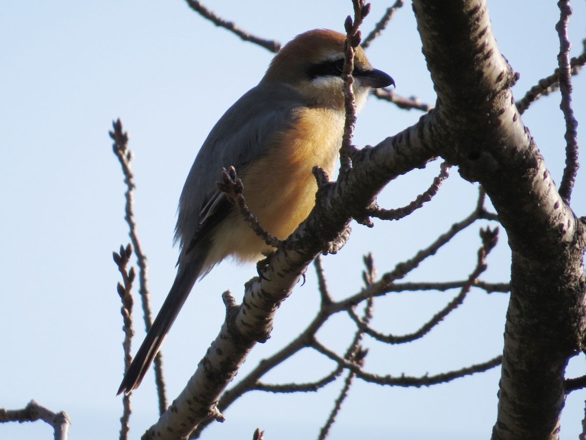 Bull-headed Shrike - ML620525017