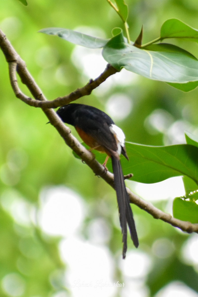 White-rumped Shama - ML620525018