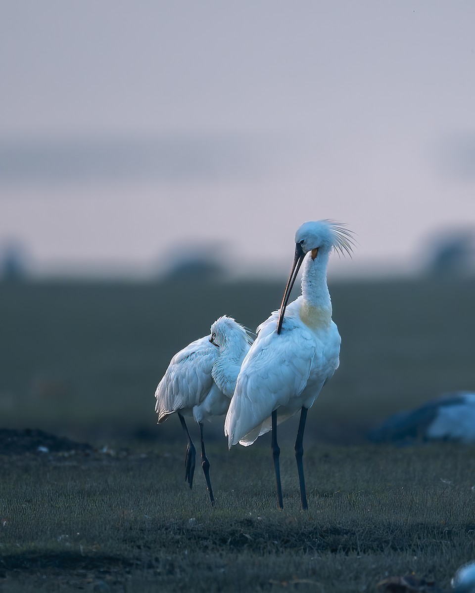 Asian Openbill - ML620525019