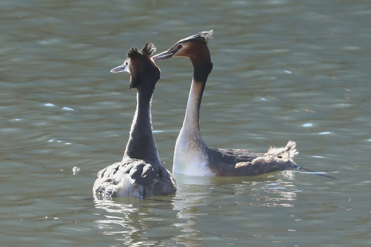 Great Crested Grebe - ML620525020