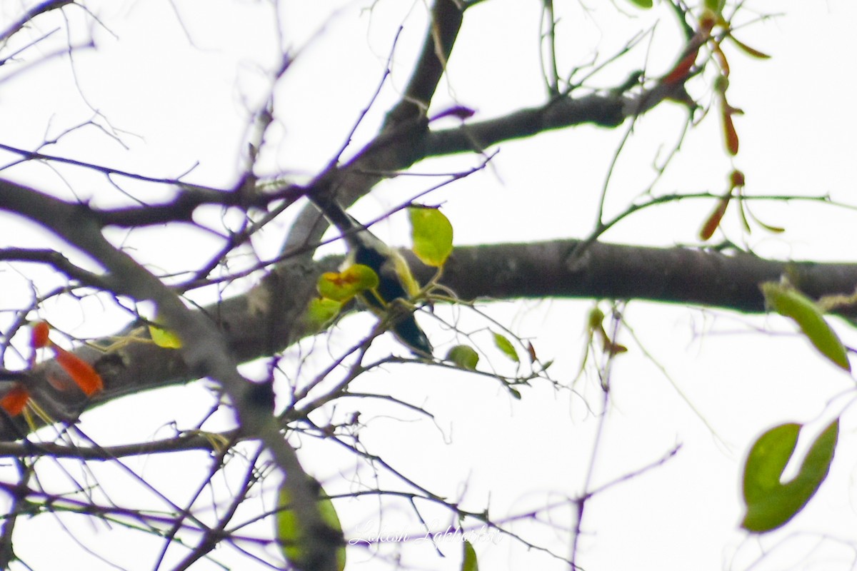 Indian Yellow Tit - ML620525021