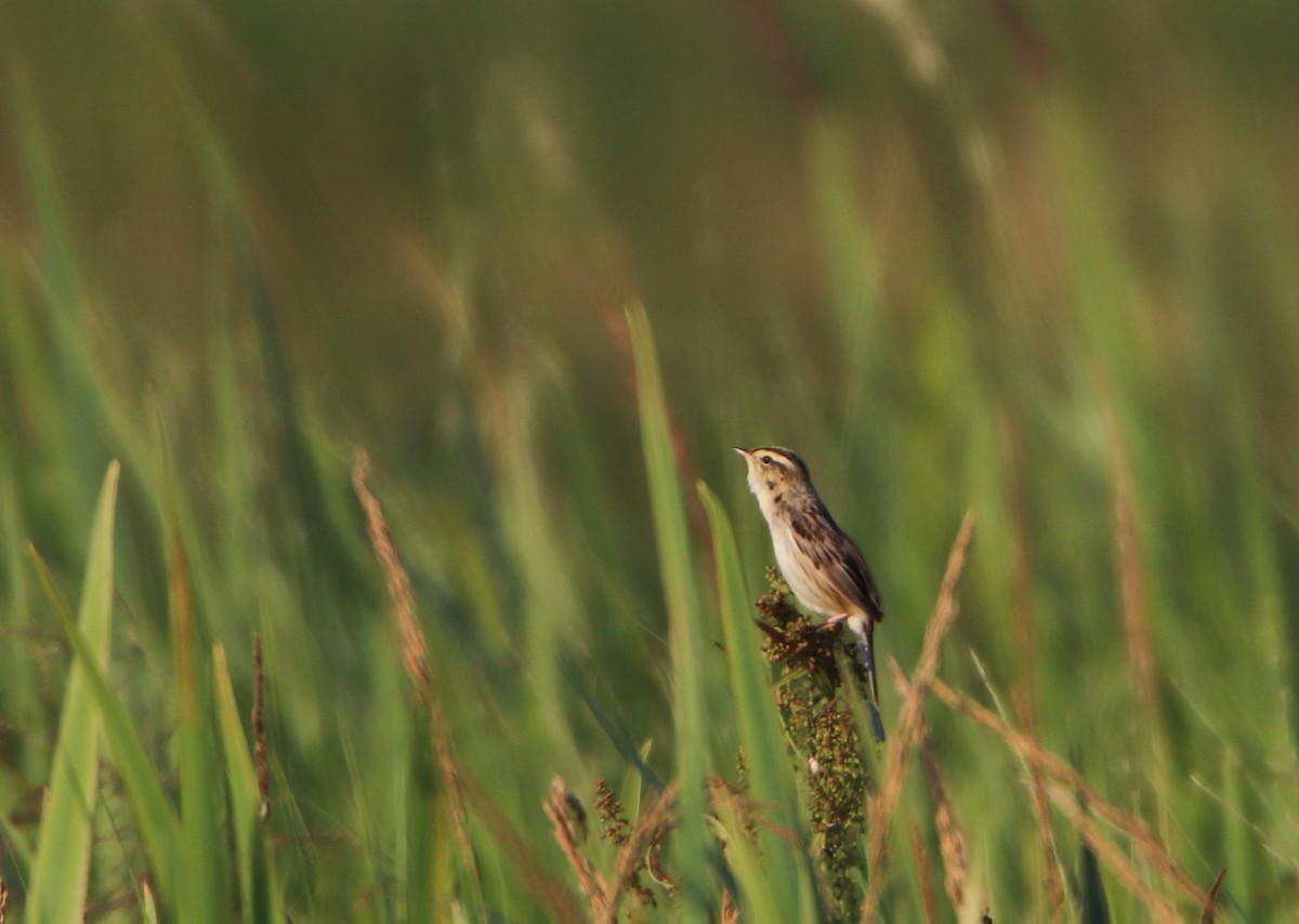 Aquatic Warbler - ML620525024