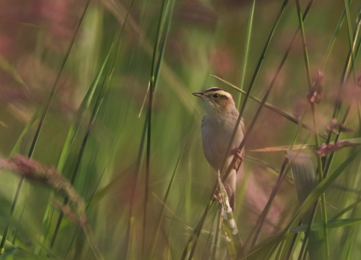 Aquatic Warbler - ML620525025