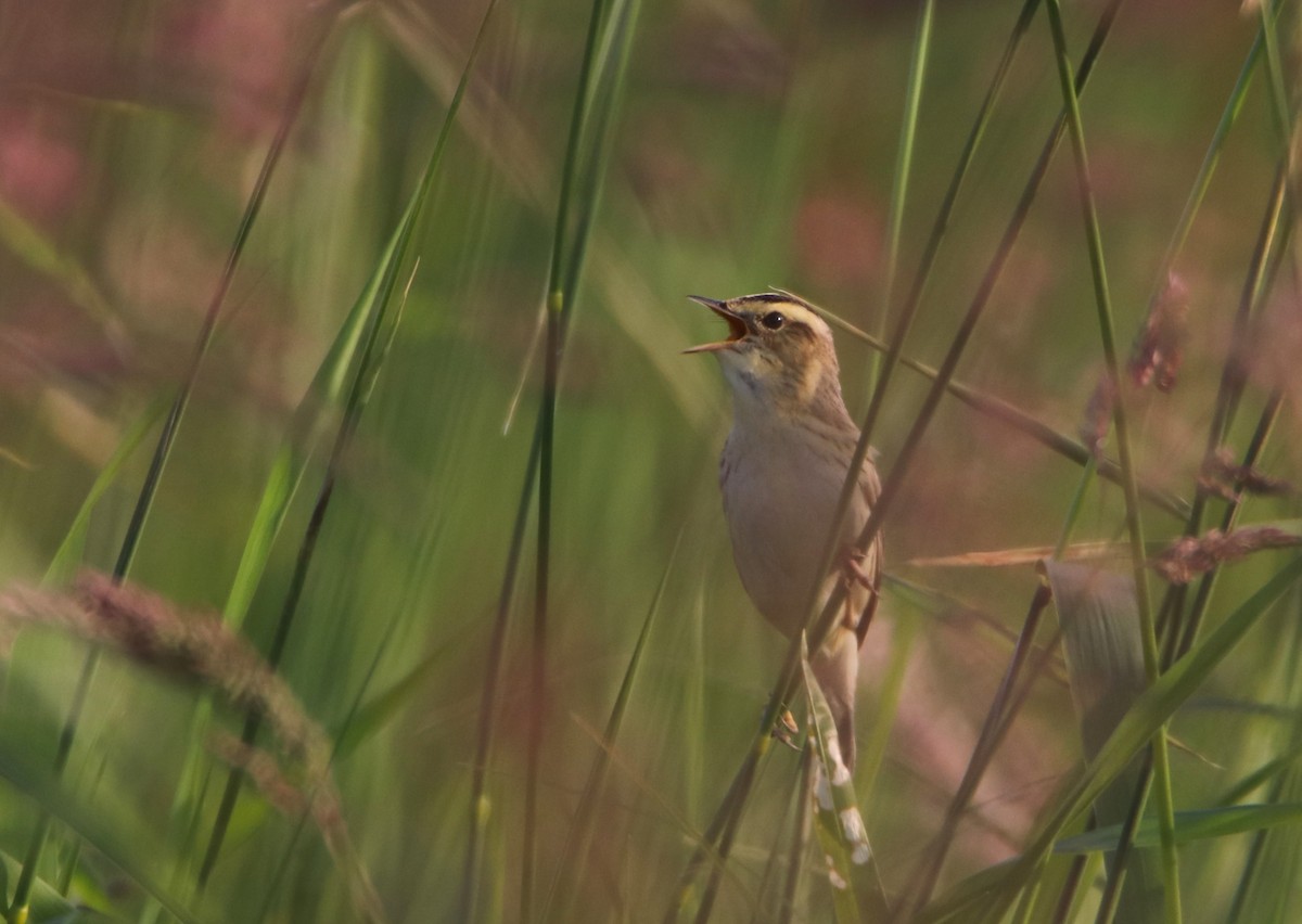 Aquatic Warbler - ML620525026