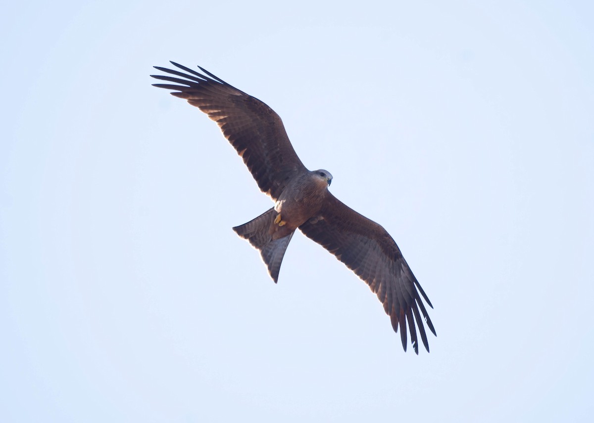 Black Kite - ML620525028