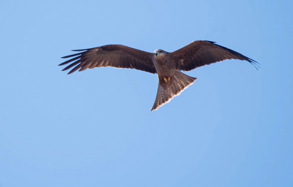 Black Kite - ML620525029