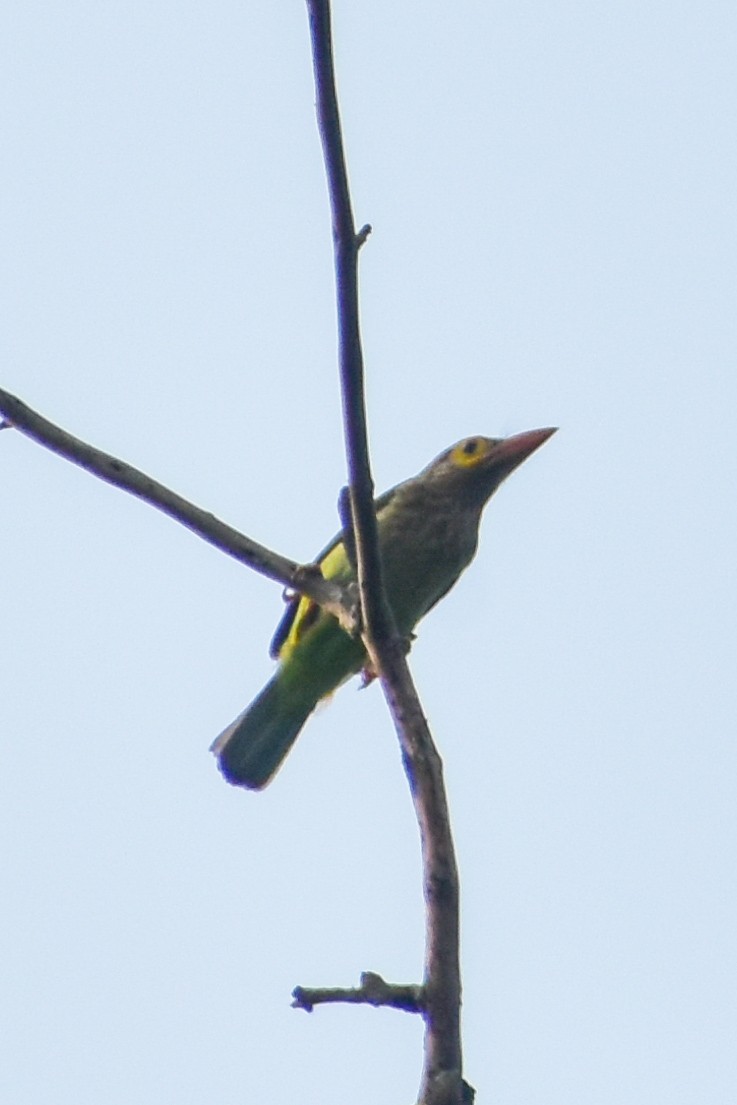 Kahverengi Başlı Barbet - ML620525034