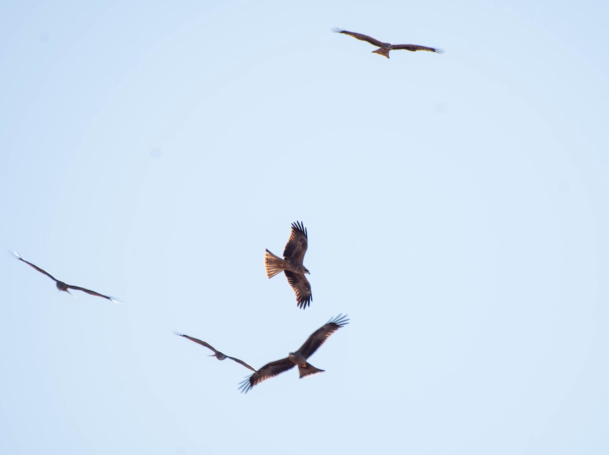 Black Kite - ML620525035