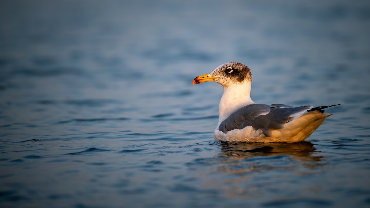 Pallas's Gull - ML620525038