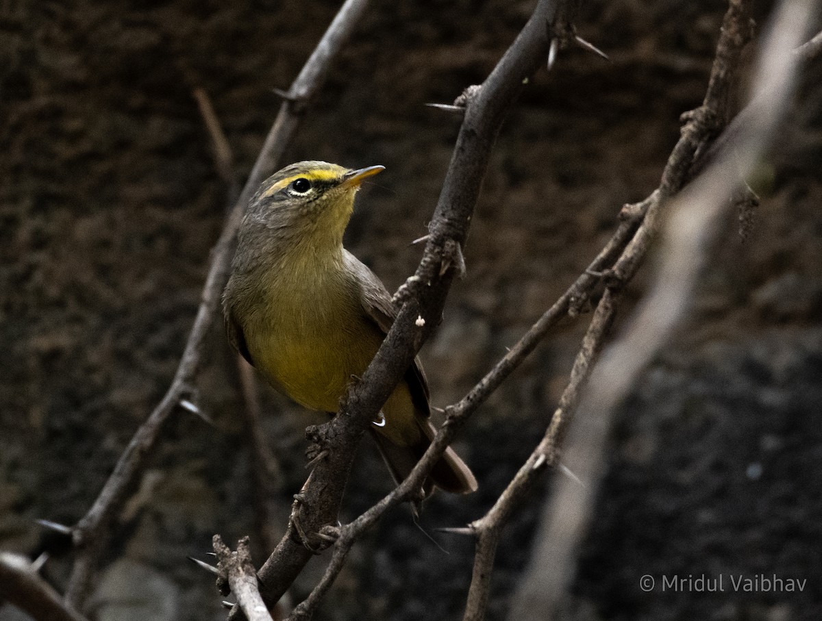 Mosquitero del Pamir - ML620525043