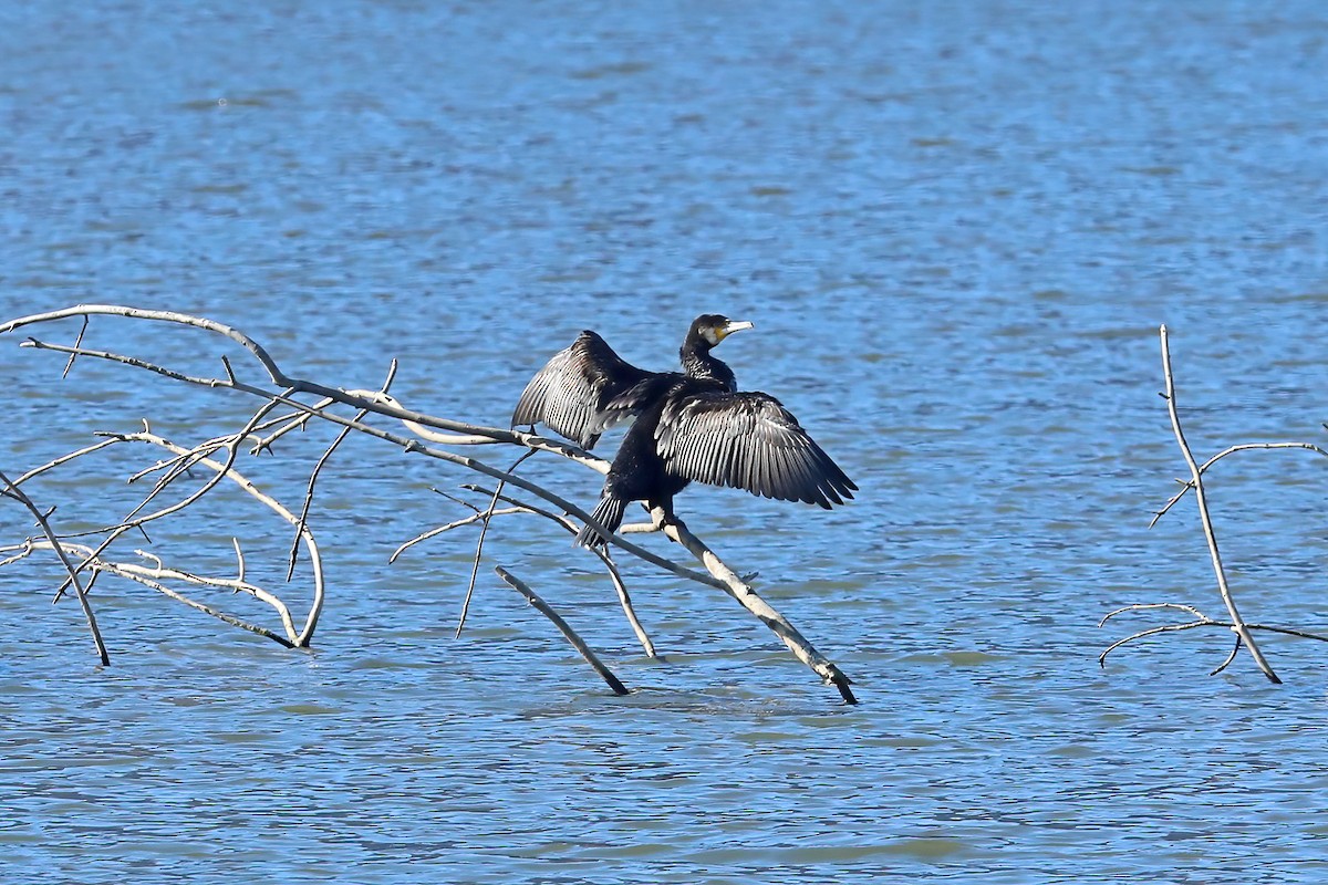 カワウ - ML620525045