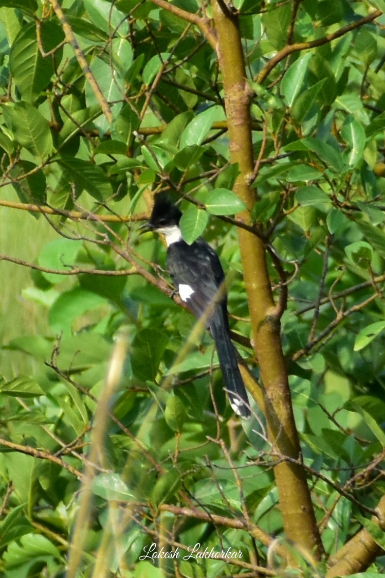 Pied Cuckoo - ML620525048