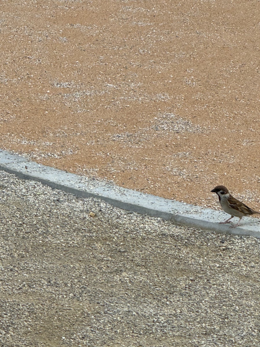 Eurasian Tree Sparrow - ML620525049