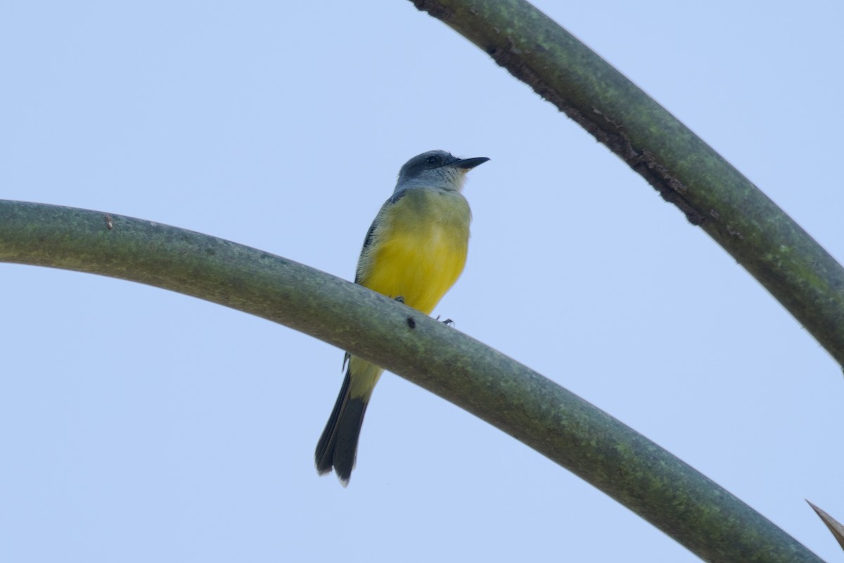 Tropical Kingbird - ML620525051