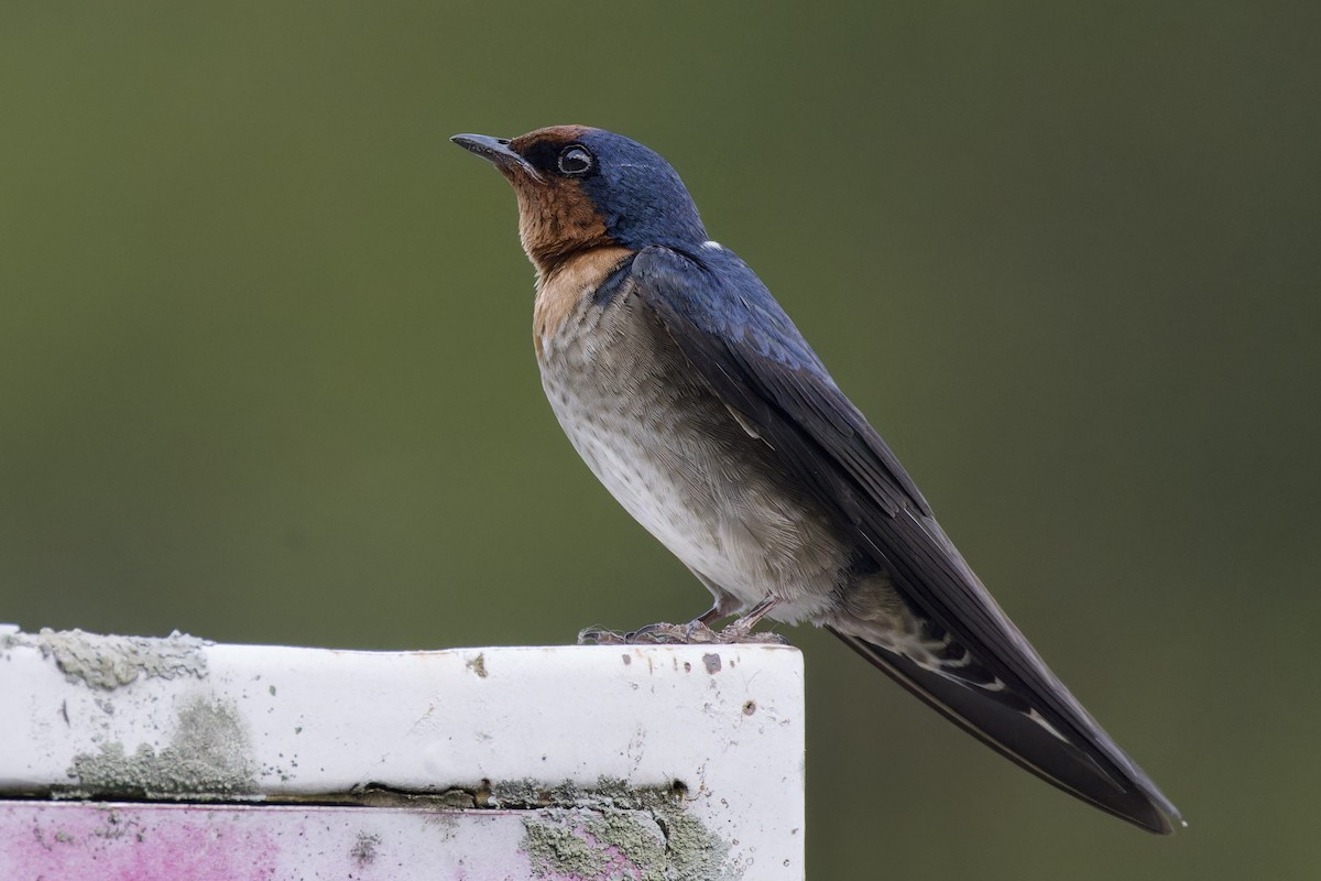 Pacific Swallow - ML620525054