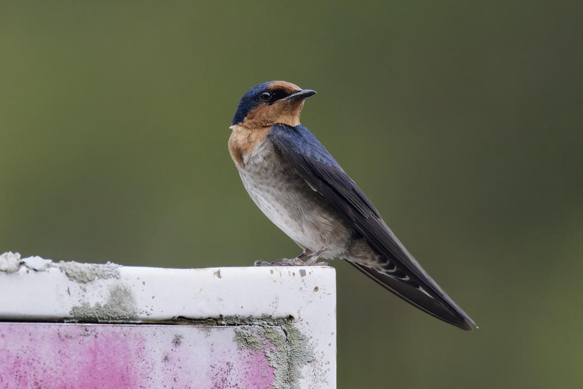 Pacific Swallow - Ted Burkett