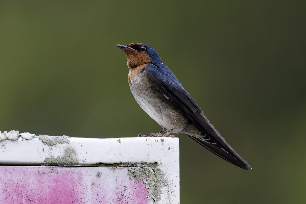Pacific Swallow - ML620525056
