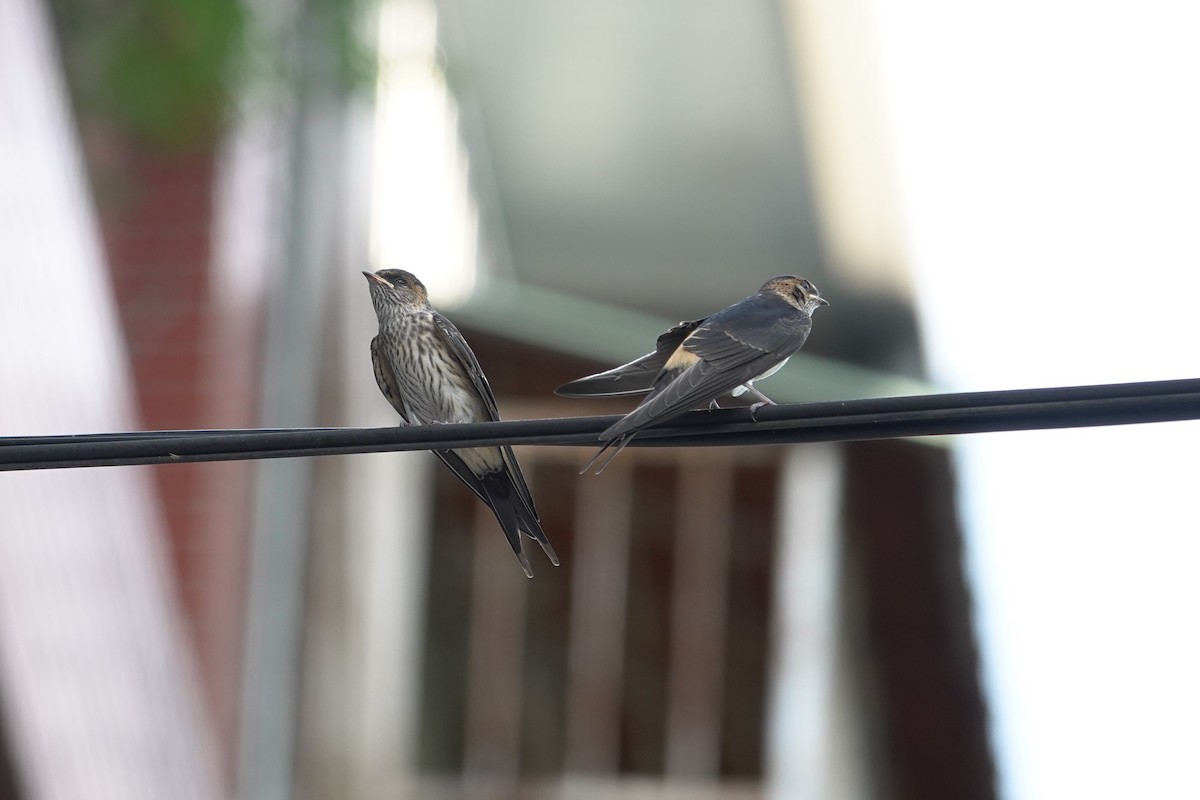 Golondrina Estriada - ML620525059