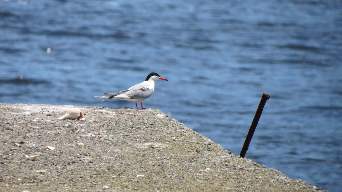 Common Tern - ML620525071