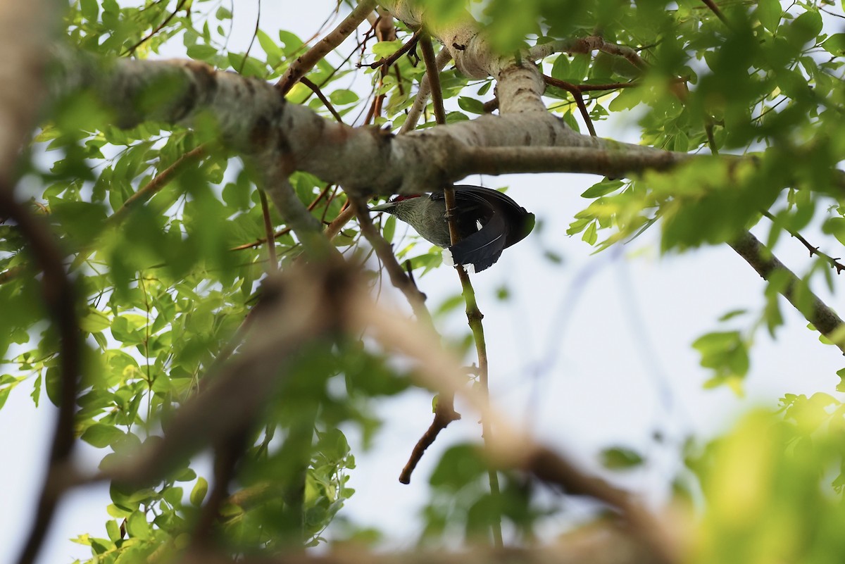 Green-billed Malkoha - ML620525072