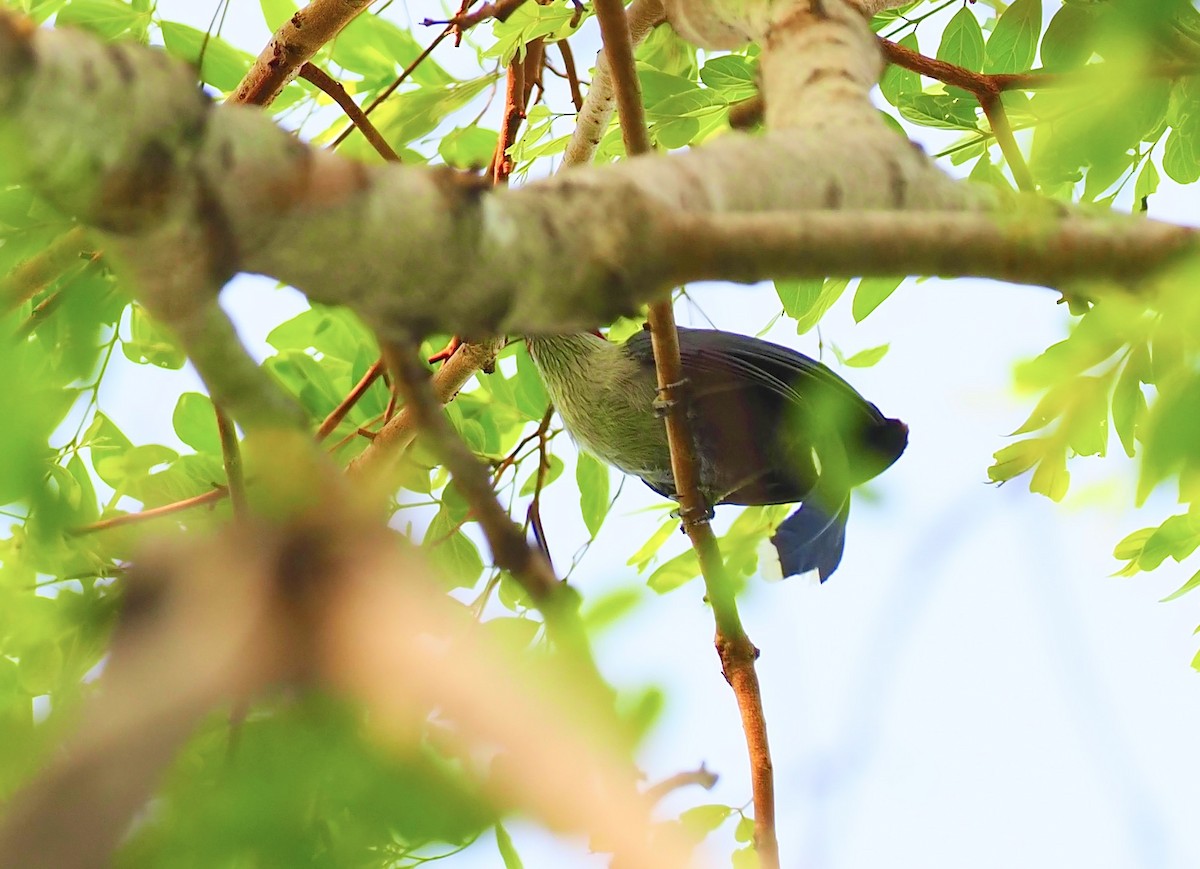 Green-billed Malkoha - ML620525073