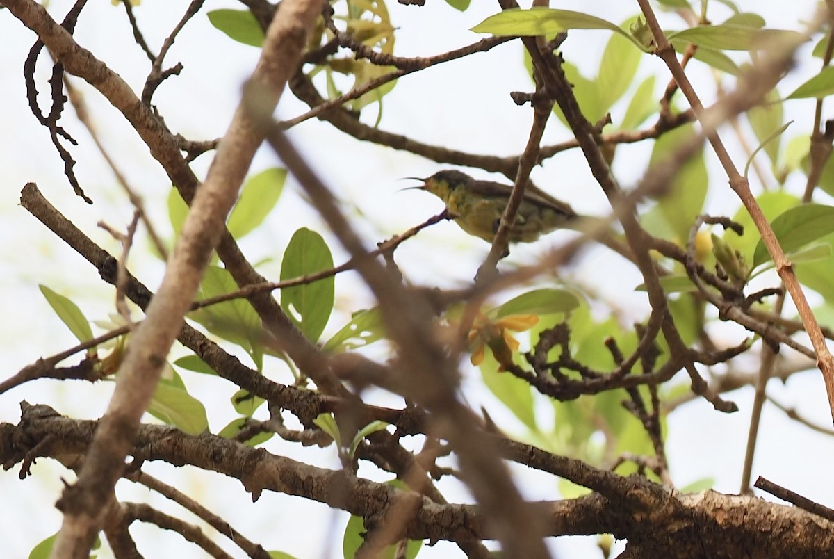 Black-crested Bulbul - ML620525075