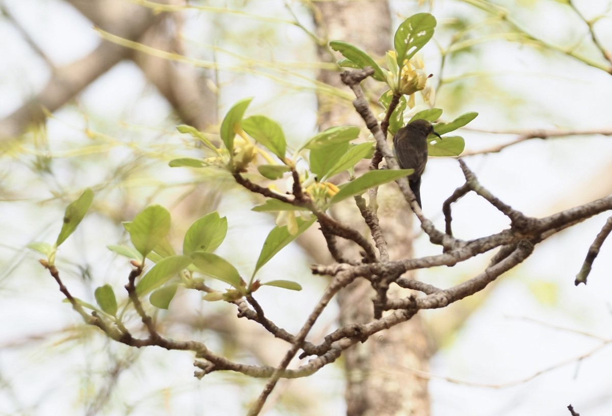 Black-crested Bulbul - ML620525077