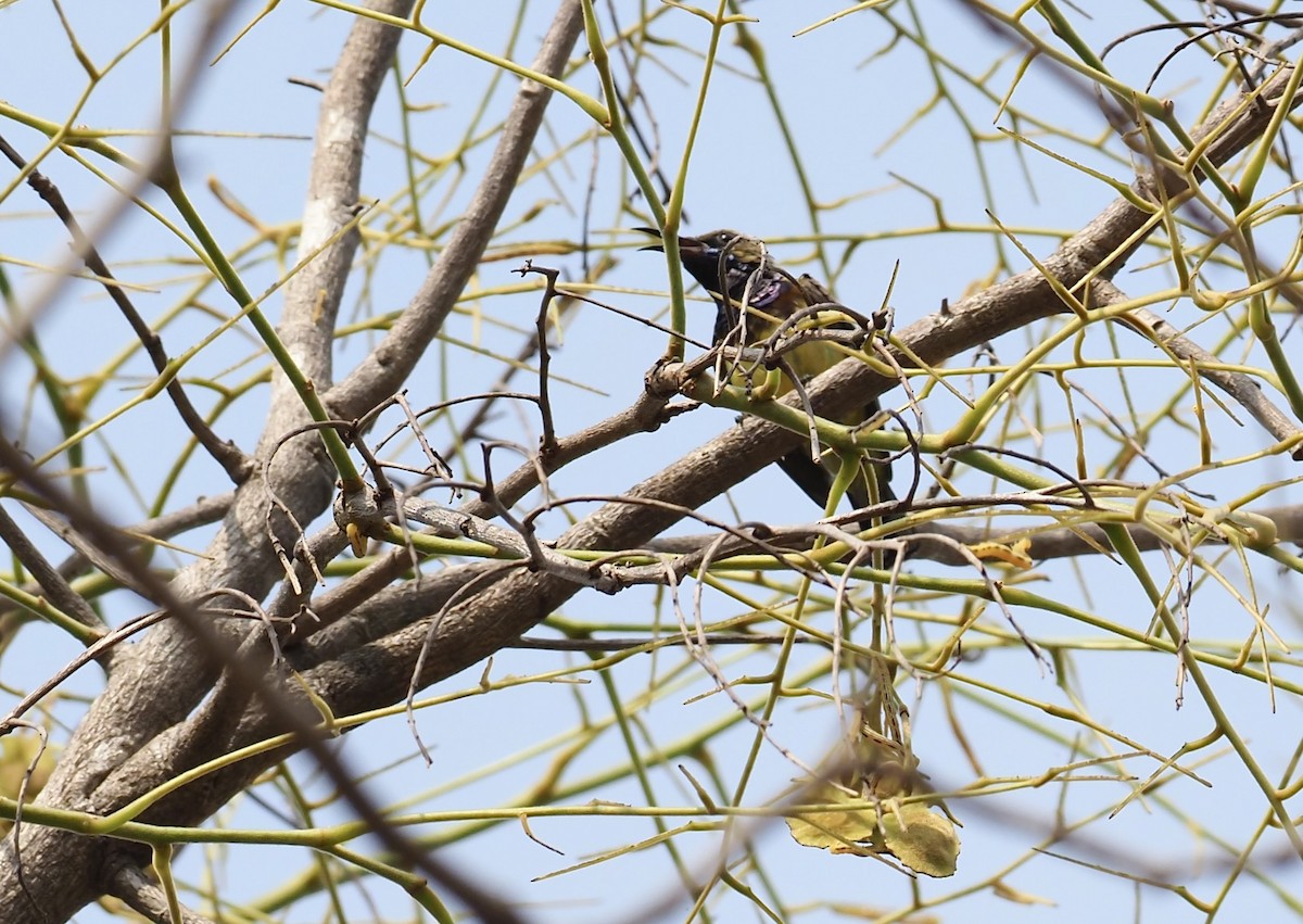 Black-crested Bulbul - ML620525080