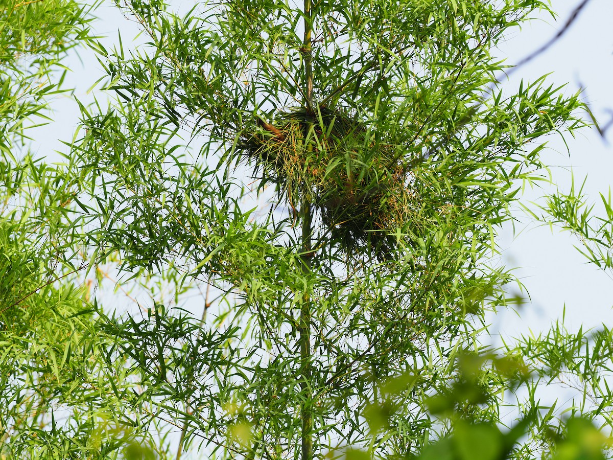 Black-crested Bulbul - ML620525084