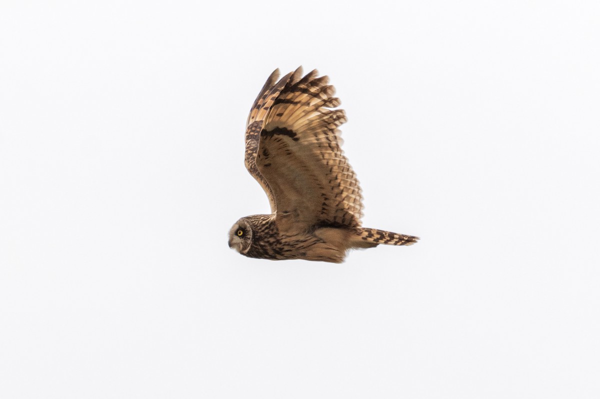 Short-eared Owl - ML620525085