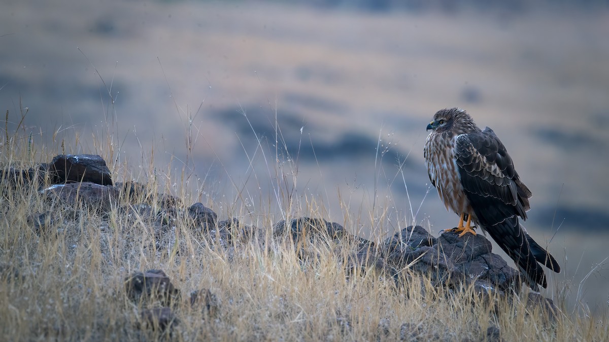 Montagu's Harrier - Raghavendra Mukundarao