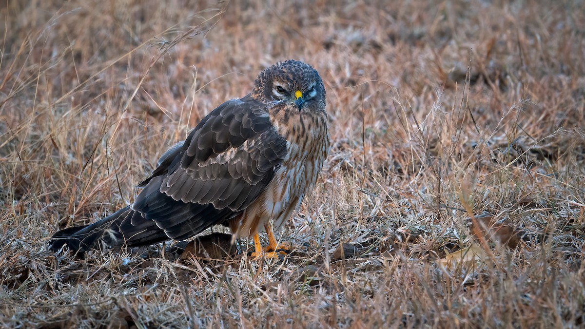 Montagu's Harrier - ML620525088