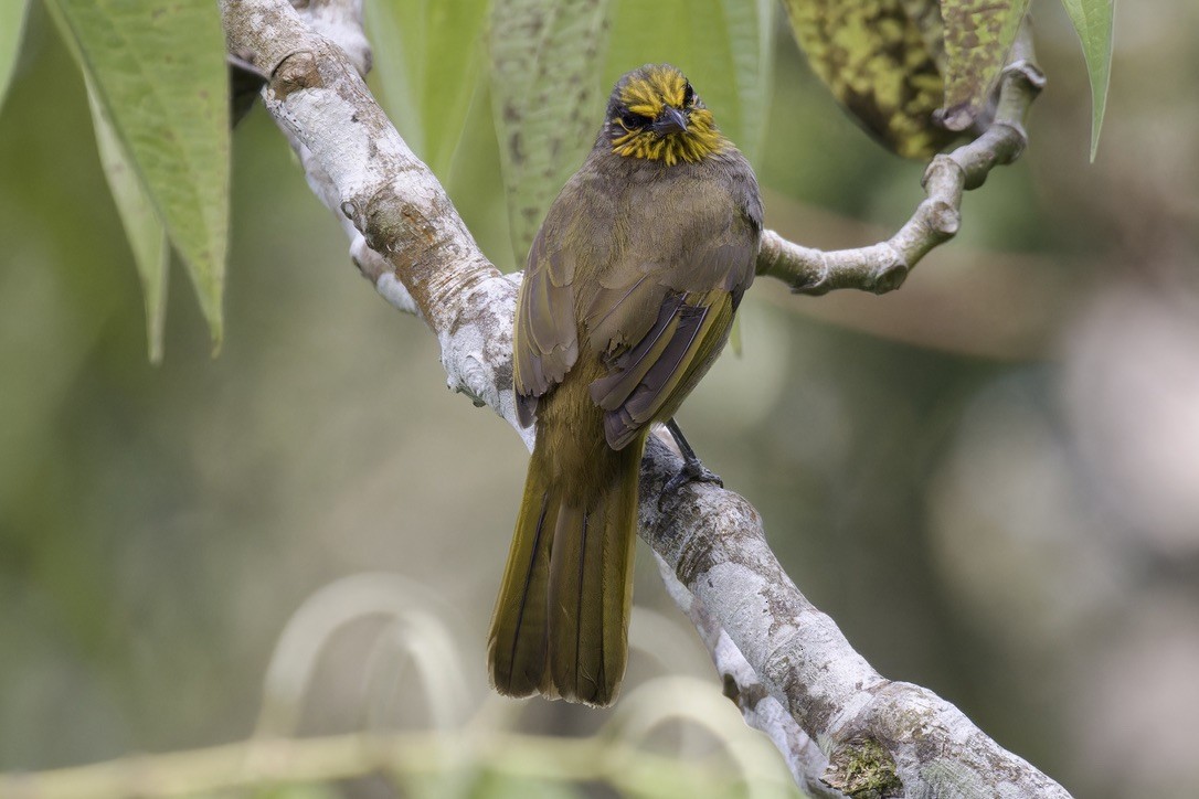 Bulbul de Finlayson - ML620525089