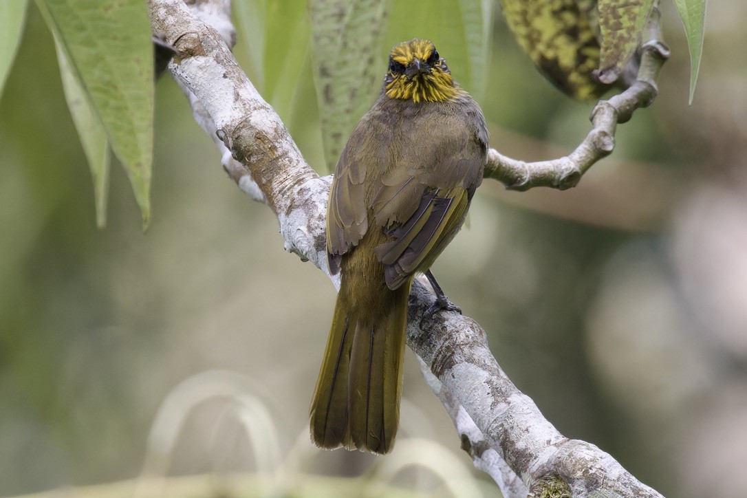 Stripe-throated Bulbul - ML620525090