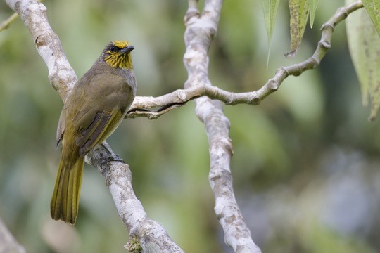 Stripe-throated Bulbul - ML620525092