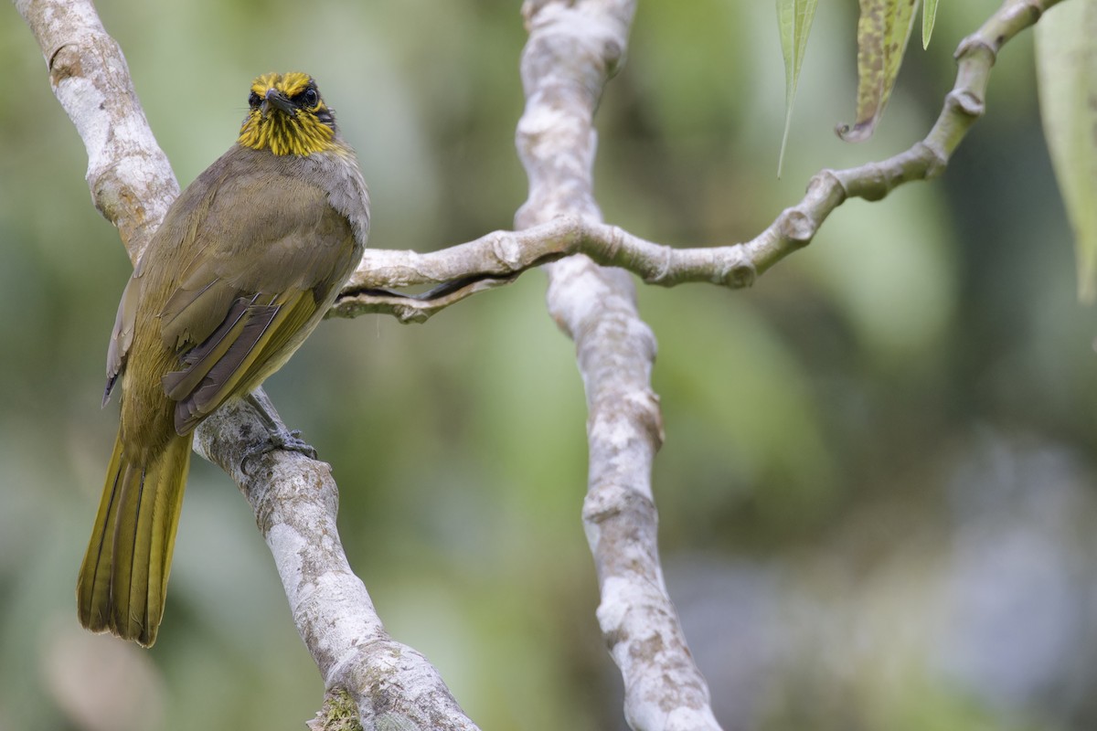 Stripe-throated Bulbul - ML620525095