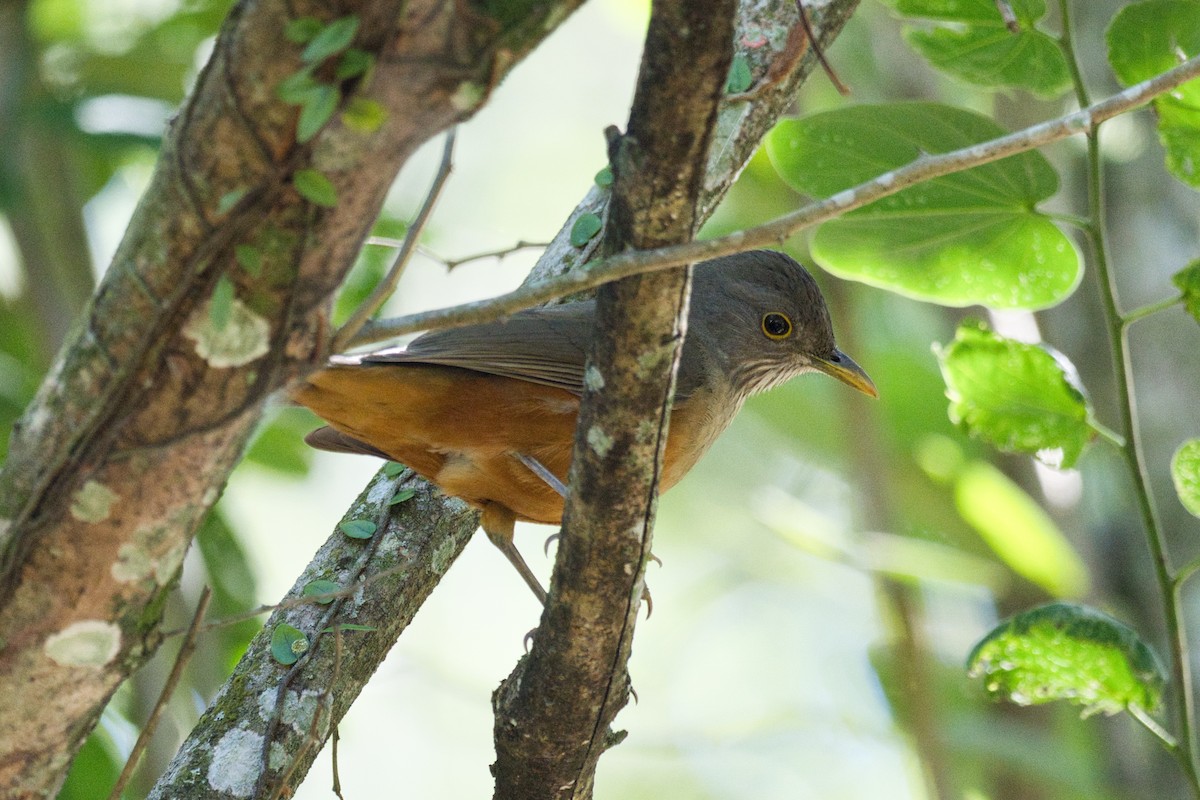 Rufous-bellied Thrush - ML620525096