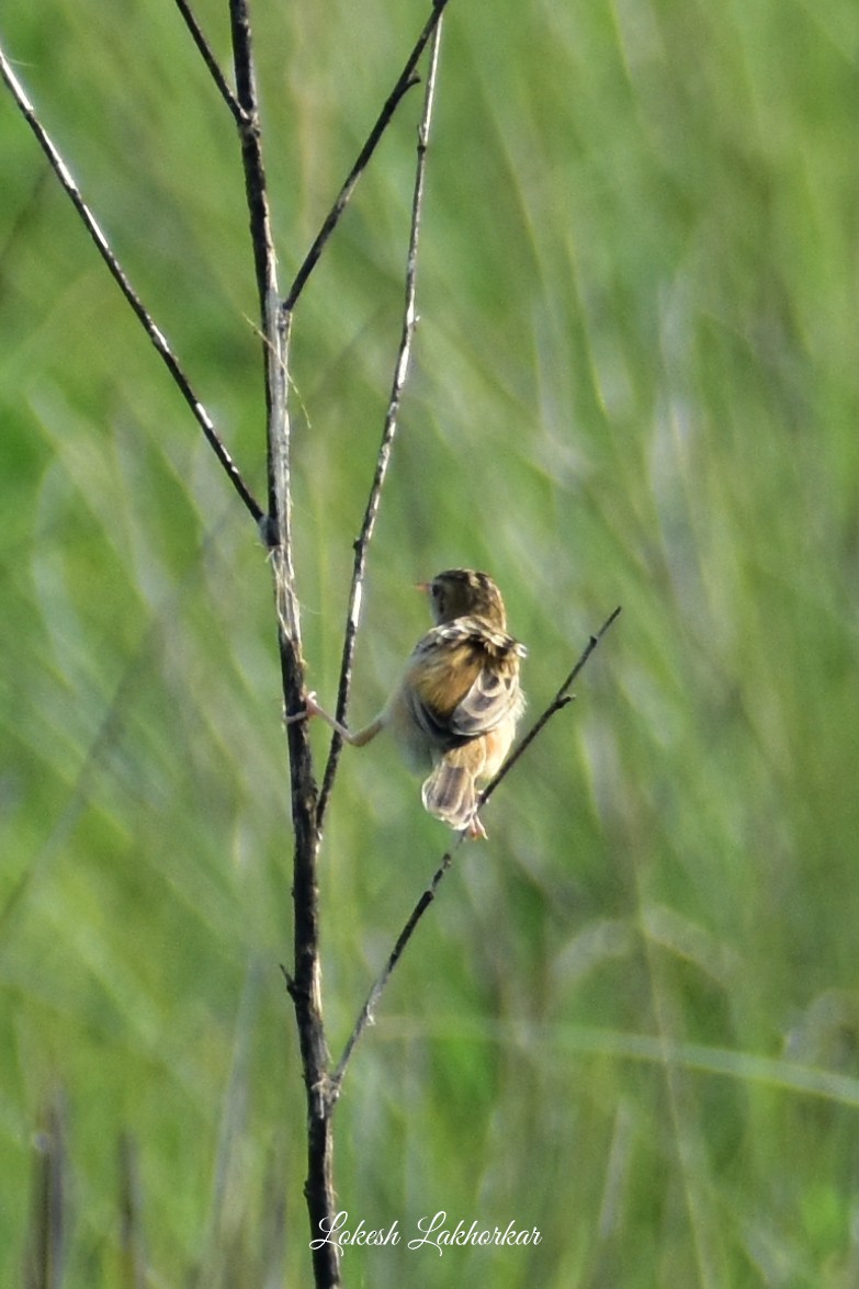 Zitting Cisticola - ML620525098